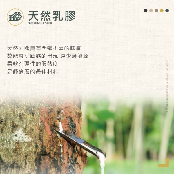 CASDIA傳奇經典乳膠硬式獨立筒：圖片 3