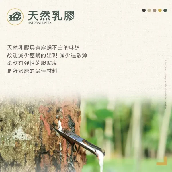 CASDIA傳奇經典乳膠硬式獨立筒：圖片 3